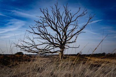 Bare tree on field against sky