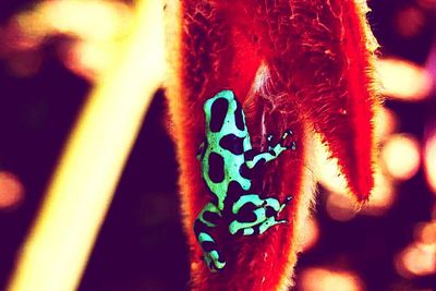 Close up of red flower