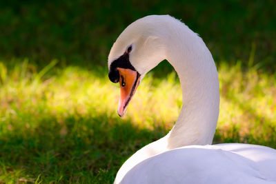 Close-up of swan in field