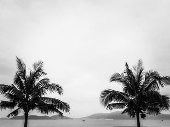 Low angle view of palm trees against clear sky