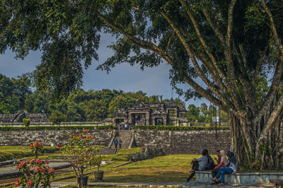 People sitting by tree at park