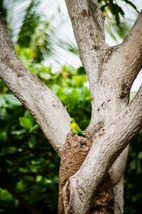 Close-up of lizard on tree trunk