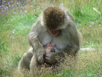 Monkey feeding her child in field