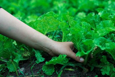 Close-up of hand harvesting vegetables