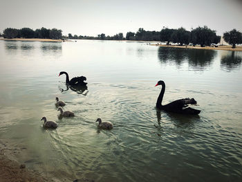 Swans swimming in lake