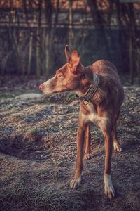 Close-up of dog on tree