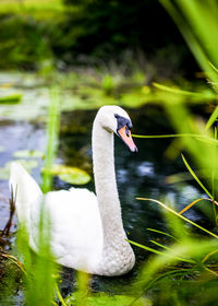 Swan swimming in lake
