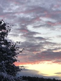 Low angle view of silhouette tree against sky during sunset