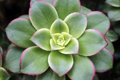 Close-up of succulent plant