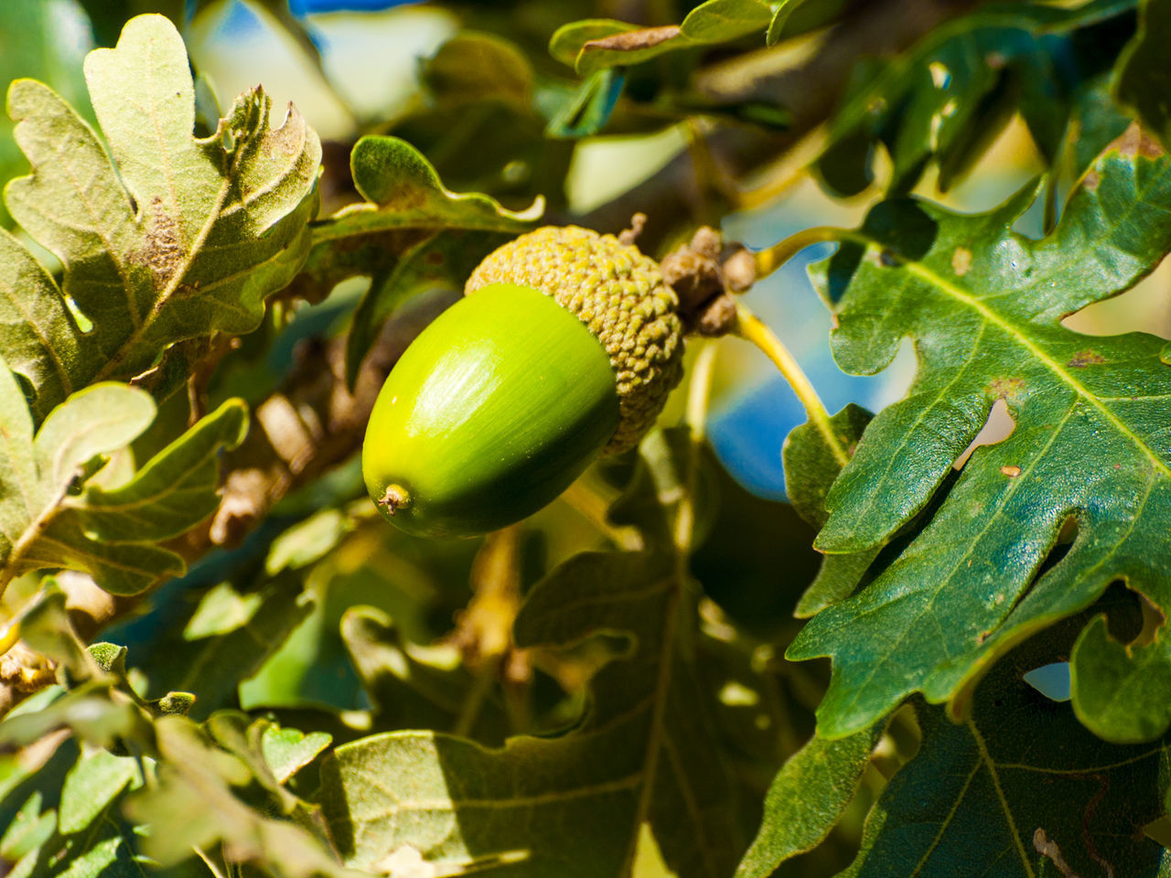 CLOSE-UP OF FRESH GREEN TREE