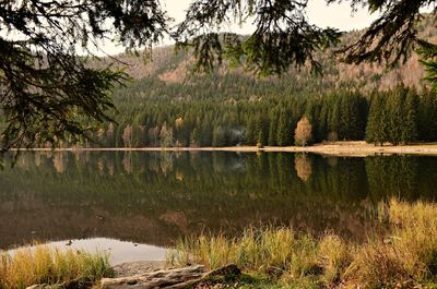 Scenic view of lake in forest