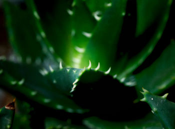 Close-up of succulent plant