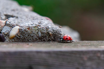 Close-up of ladybug on wood