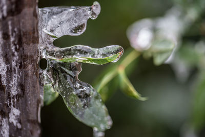 Close-up of frozen plants during winter