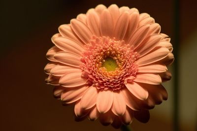 Close-up of coral gerbera daisy blooming indoors