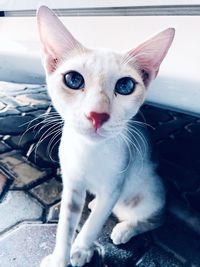 Close-up portrait of cat