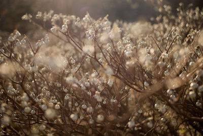 Close-up of plant