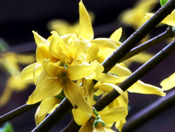 Close-up of yellow flowering plant