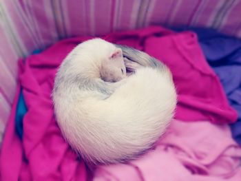 High angle view of cat sleeping on bed