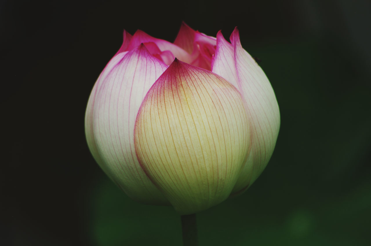 CLOSE-UP OF PINK TULIP