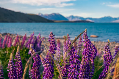 Close-up of lupins by land against sky