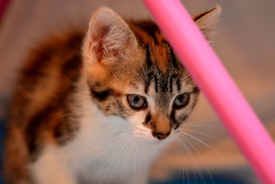 Close-up portrait of cat