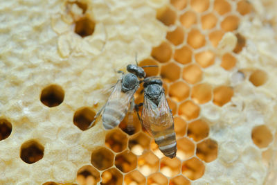 High angle view of bee on leaf