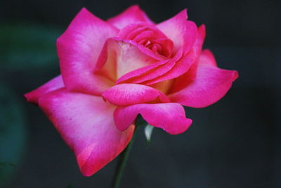 Close-up of pink rose