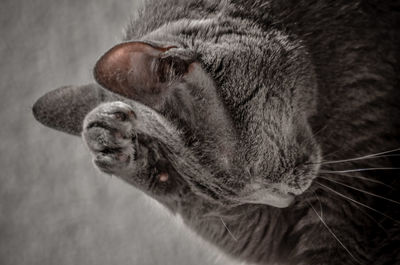 Close-up of cat lying down