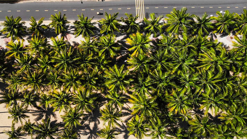 High angle view of plants growing on field