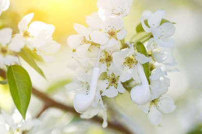 Close-up of white flowering plant