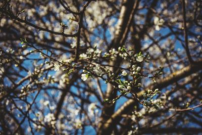 Low angle view of flower tree against sky