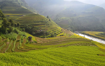 Scenic view of agricultural field