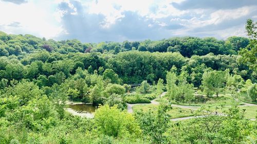 Plants growing on land against sky
