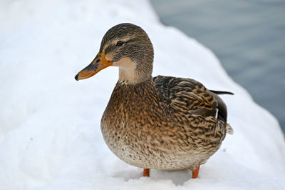 Close-up of duck