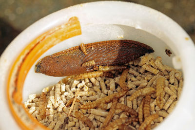 Close-up of quail food and snail