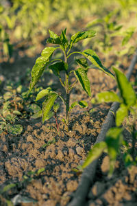 plant