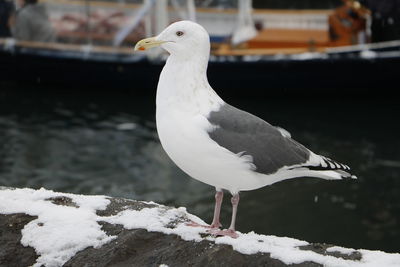 Close-up of bird perching outdoors