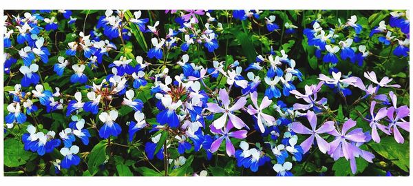 Close up of purple flowers blooming in park