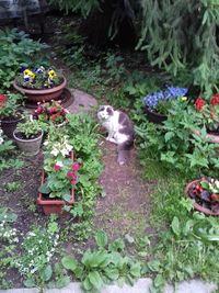 High angle view of bird on plants