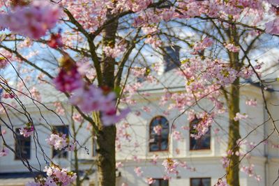 Close-up of cherry blossom tree against sky