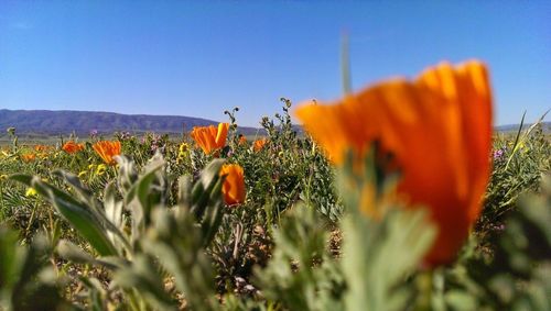 Close-up of flower against clear sky