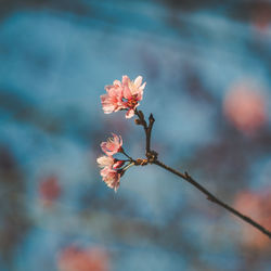 Close-up of pink cherry blossoms - sakura blossom