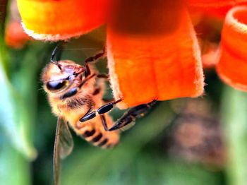 Close-up of bee pollinating