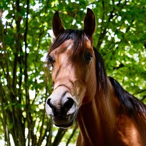Beautiful brown horse portrait in the mountain