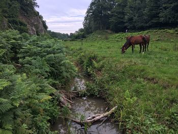 Horse grazing on field against sky