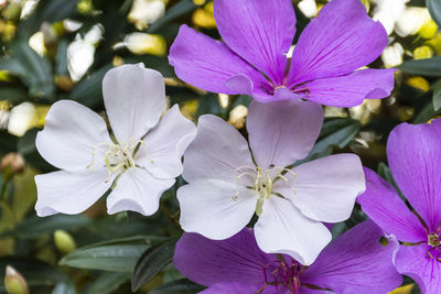 Close-up of purple flowering plant