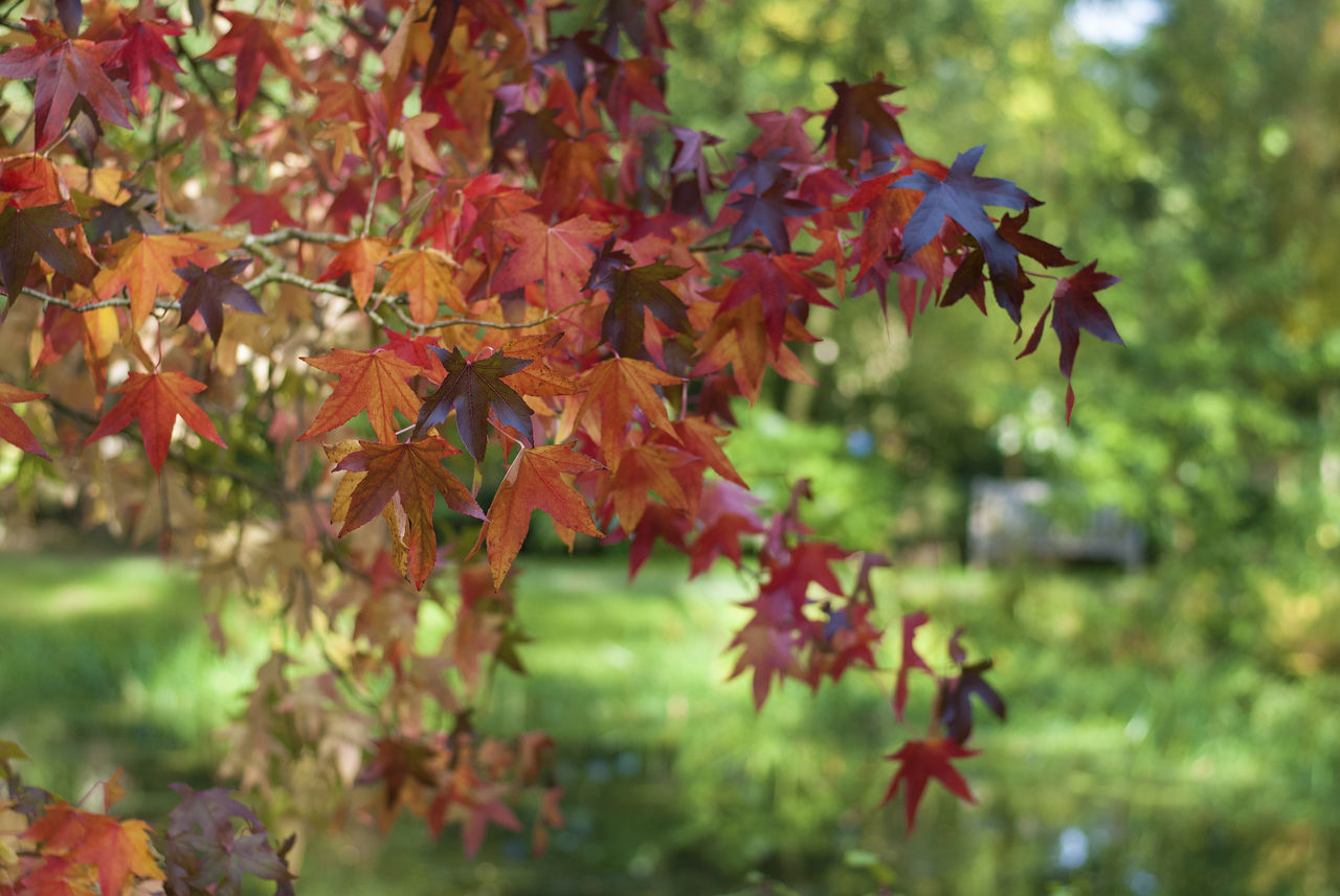 leaf, plant part, autumn, change, plant, beauty in nature, tree, nature, growth, focus on foreground, close-up, no people, maple leaf, day, maple tree, selective focus, branch, red, outdoors, orange color, leaves, natural condition