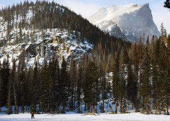 Panoramic view of pine trees in forest during winter