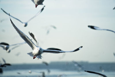 Close-up of bird flying against sky